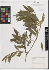 Foto von Salix daphnoides Vill.